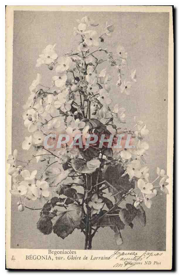 CPA Fantaisie Fleurs Begonia Gloire de Lorraine 