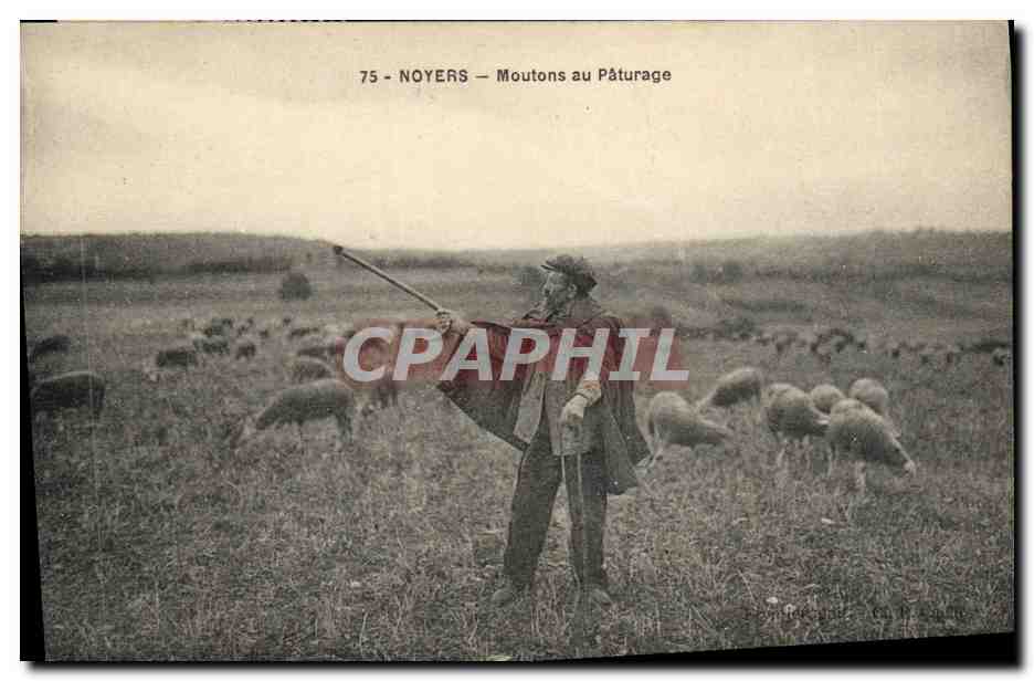 CPA Folklore Noyers Moutons au paturage 