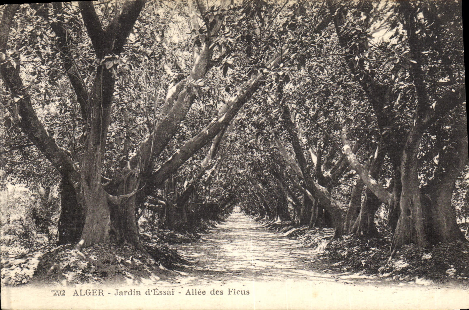 CPA Arbre Alger Jardin d'essai Allee des Ficus 