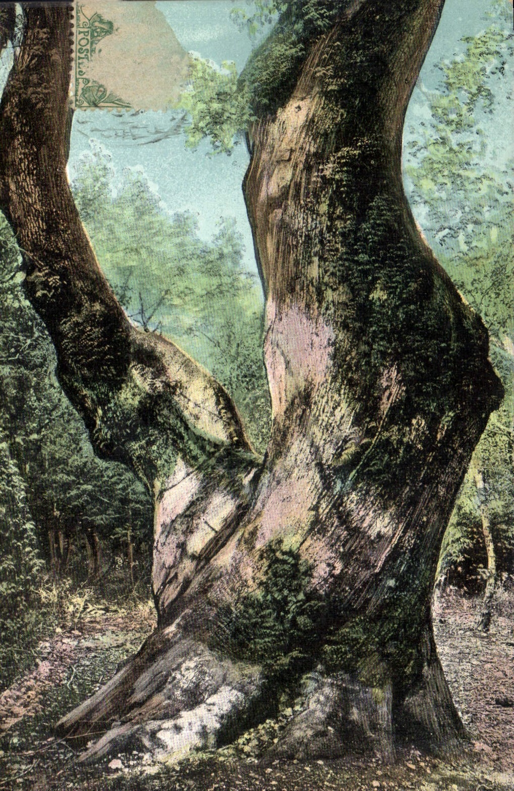 CPA Arbre La Sainte Baume Le gros chene 