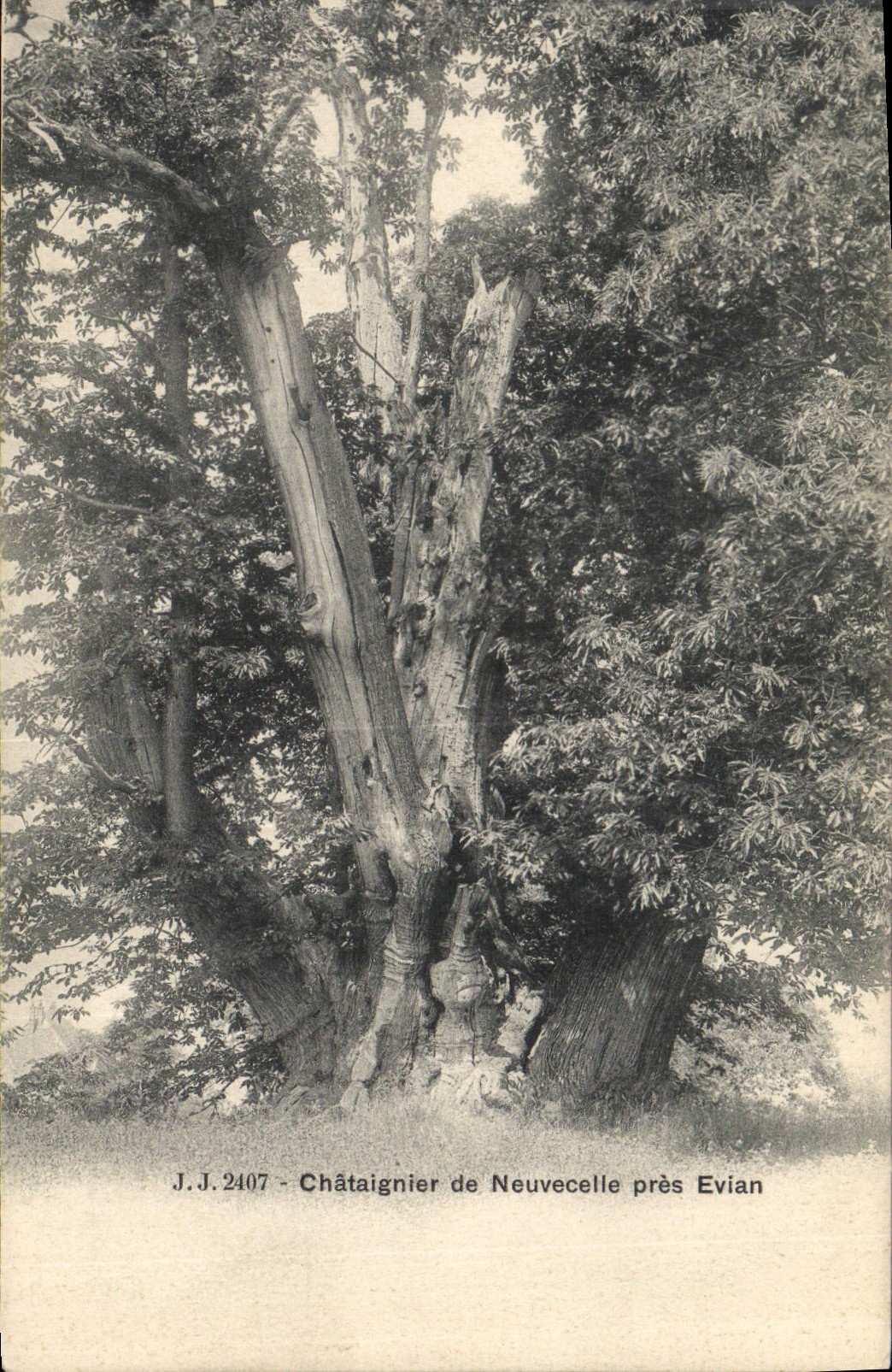 CPA Arbre Chataignier de Neuvecelle pres Evian 