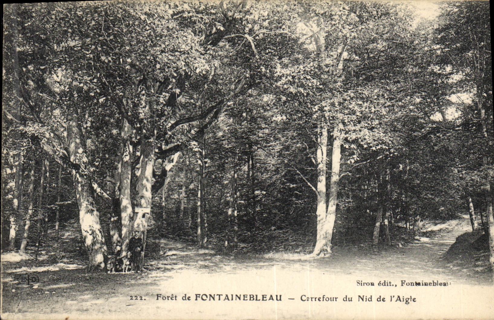 CPA Arbre Foret de Fontainebleau Carrefour du Nid de l'aigle 