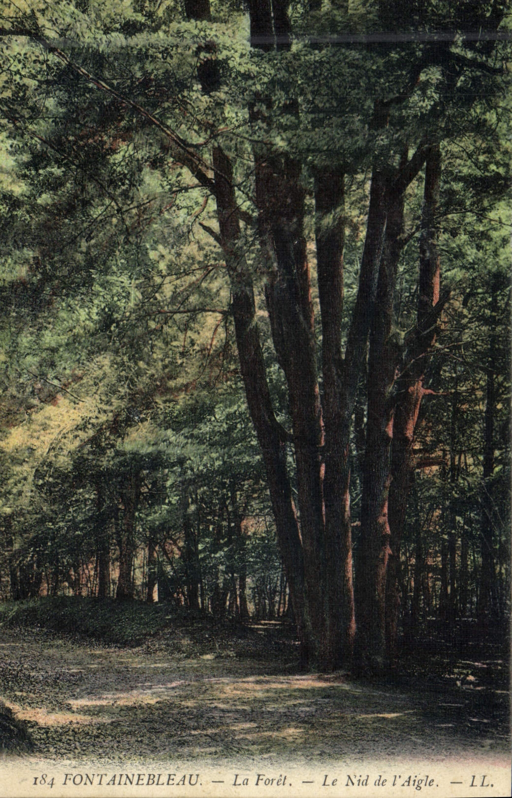 CPA Arbre Foret de Fontainebleau Le nid de l'aigle 