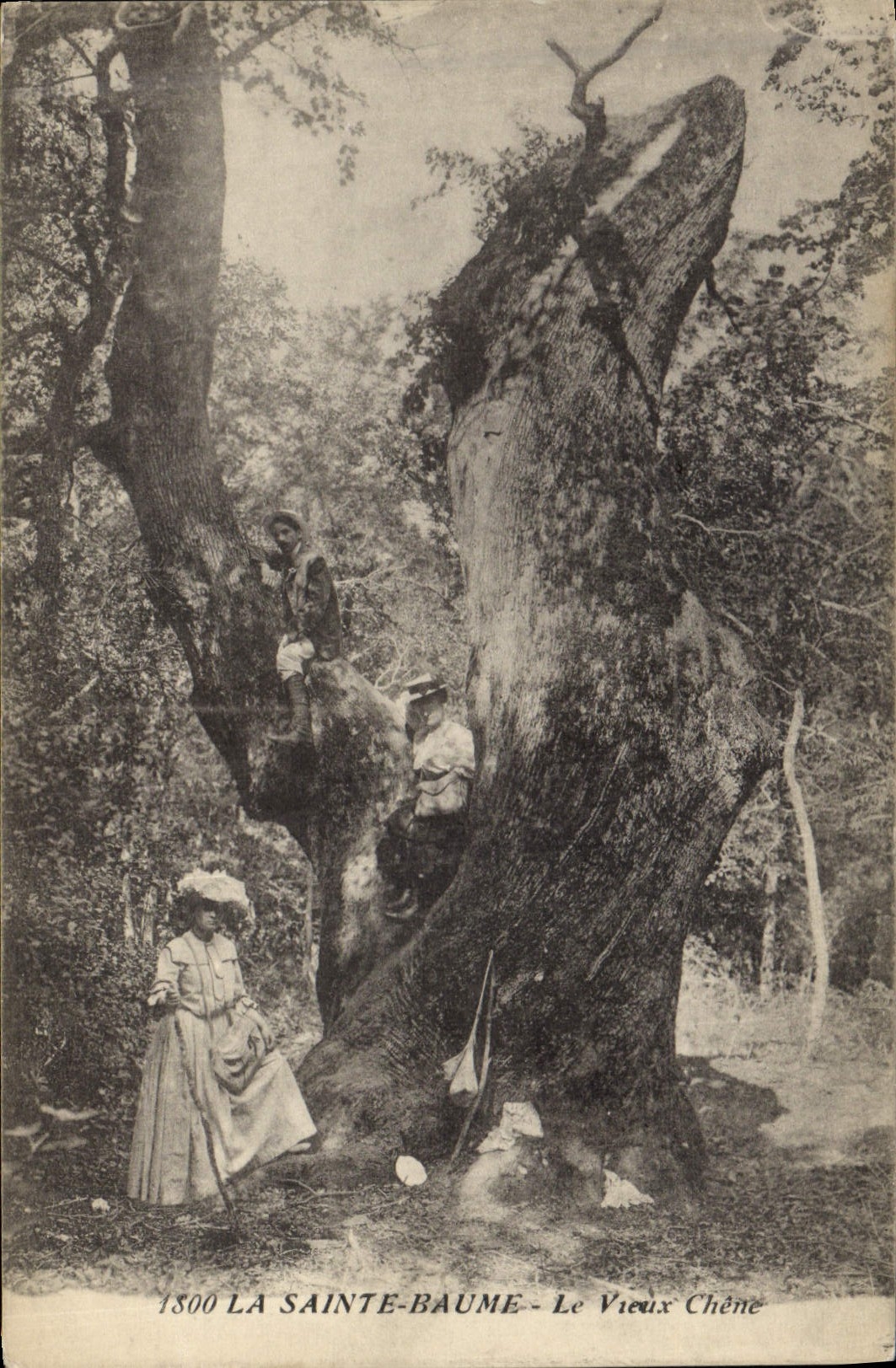 CPA Arbre La Sainte Baume Le vieux chene 