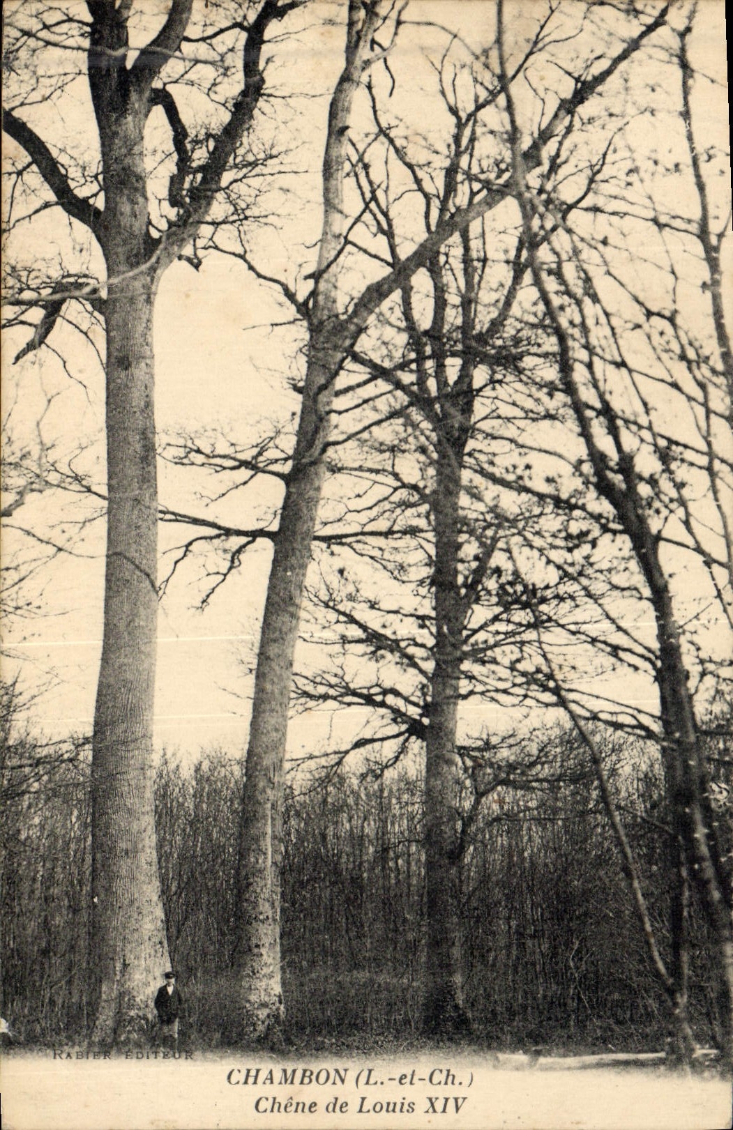 CPA Arbre Chambon Chene de Louis XIV 