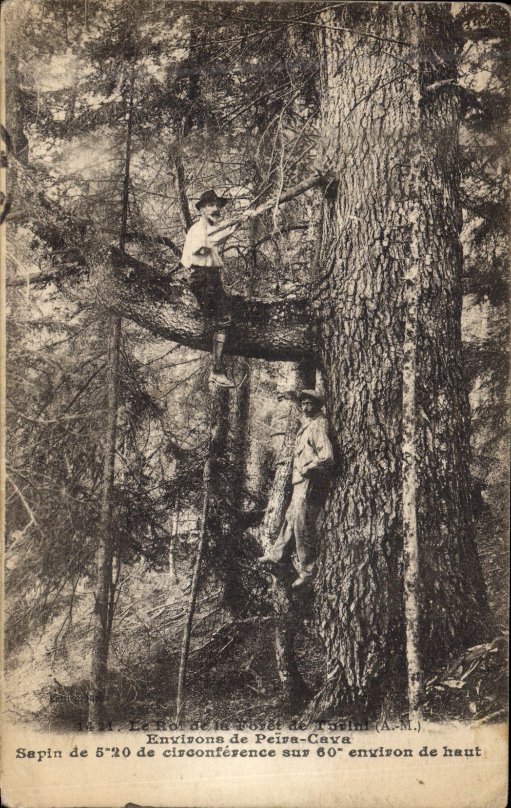 Sapin de 5'20 de circonférence sur 60' environ de haut — Environs de Peïra-Cava (A.M.) — Établissement de photographie OLLETTA