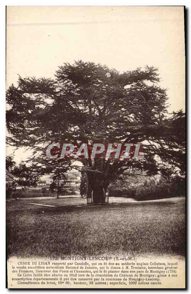 CPA Arbre Montigny Lencoup Cedre du Liban 