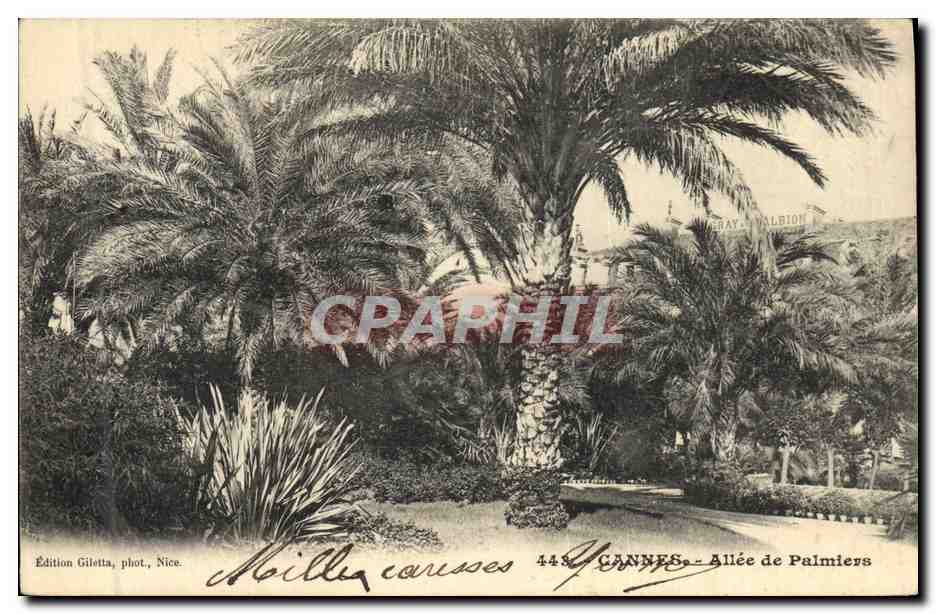 CPA Arbre Cannes Allee de Palmiers 