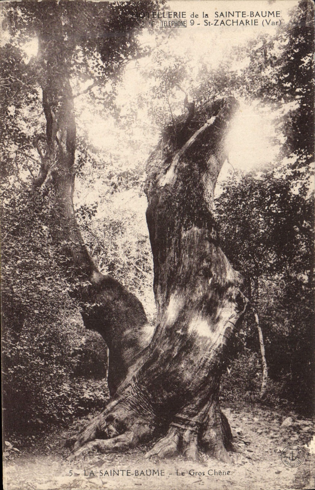 CPA Arbre La Sainte Baume Le gros chene St Zacharie