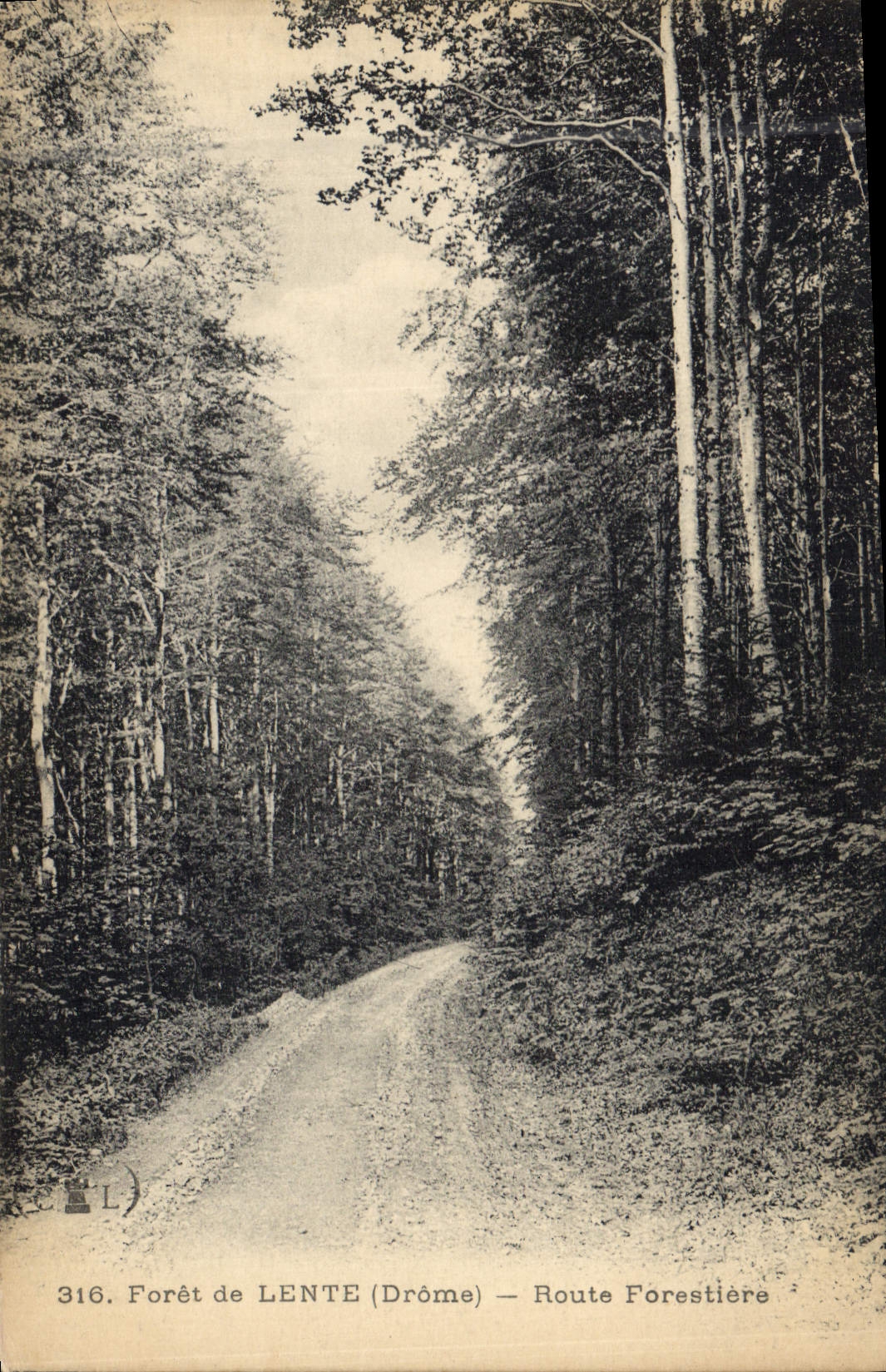 CPA Arbre Foret de Lente Route forestiere 