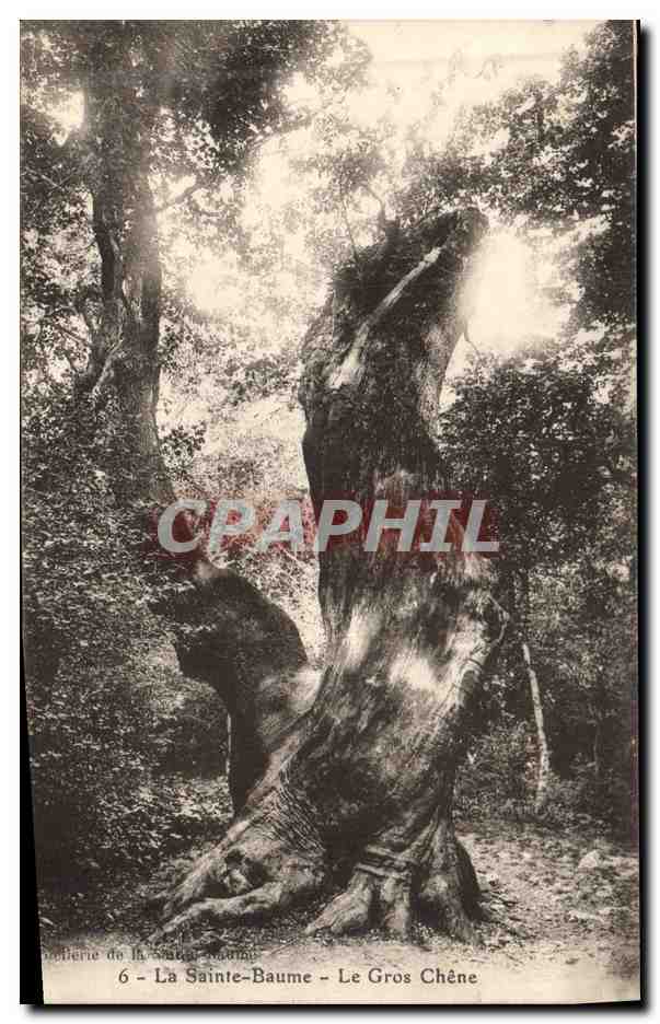 CPA Arbre La Sainte Baume Le gros chene 