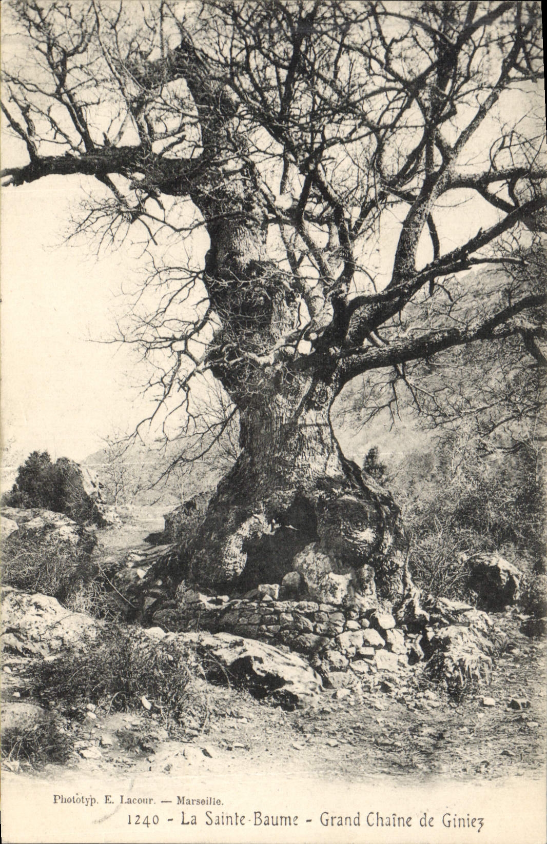 CPA Arbre La Sainte Baume Grand chene de Giniez 