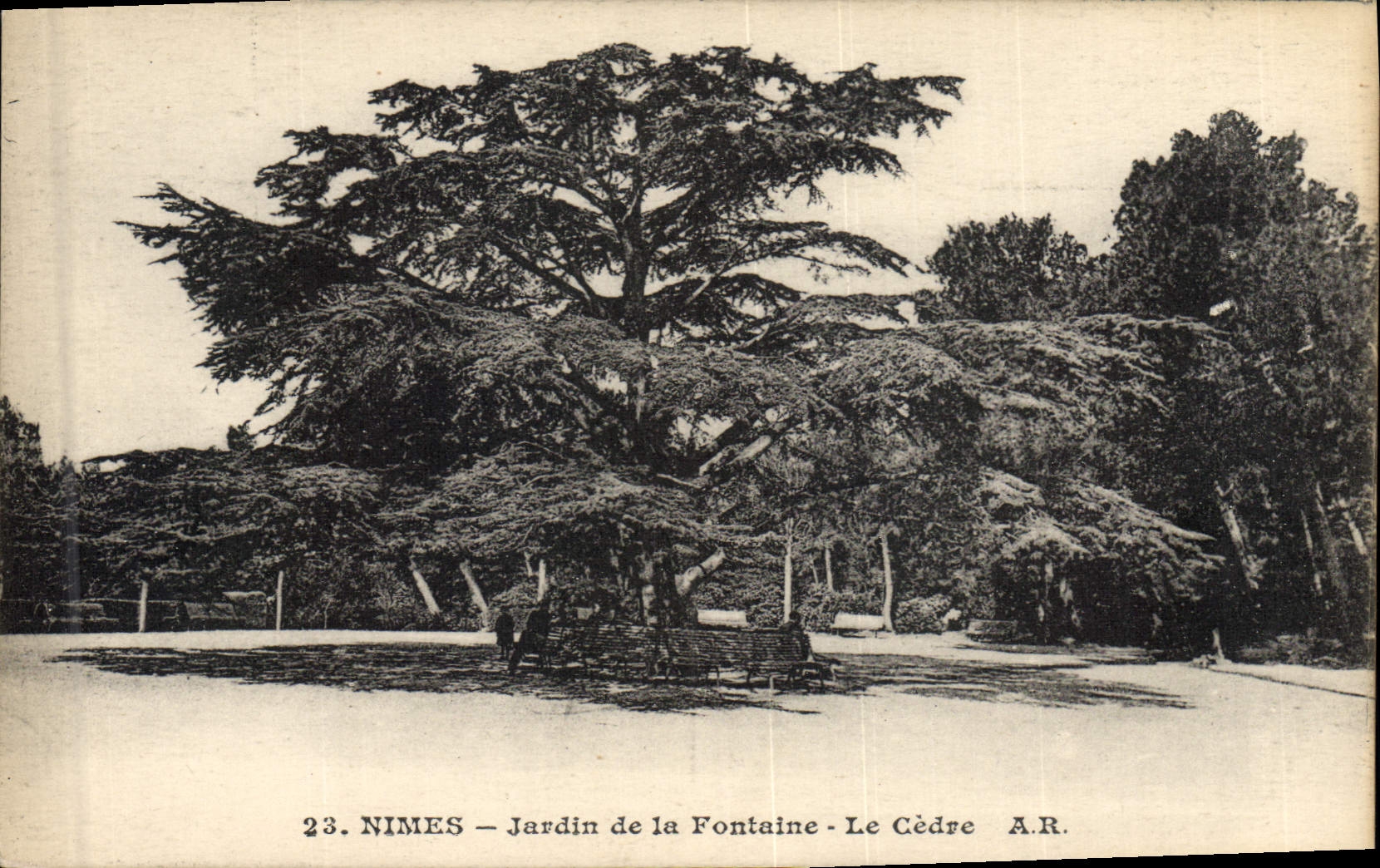 CPA Arbre Jardin de la fontaine Le cedre 