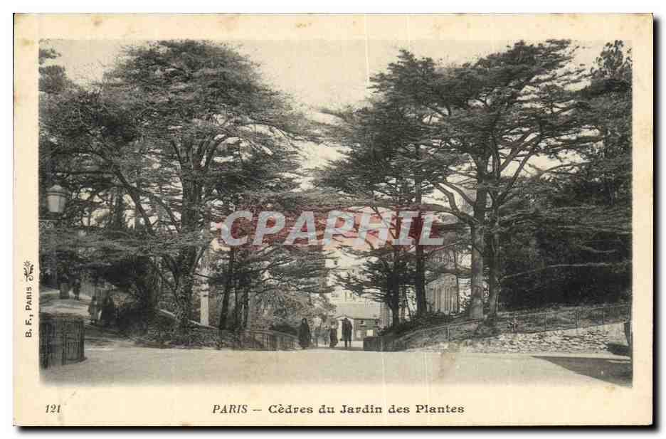 CPA Arbre Paris Cedres du jardin des plantes 