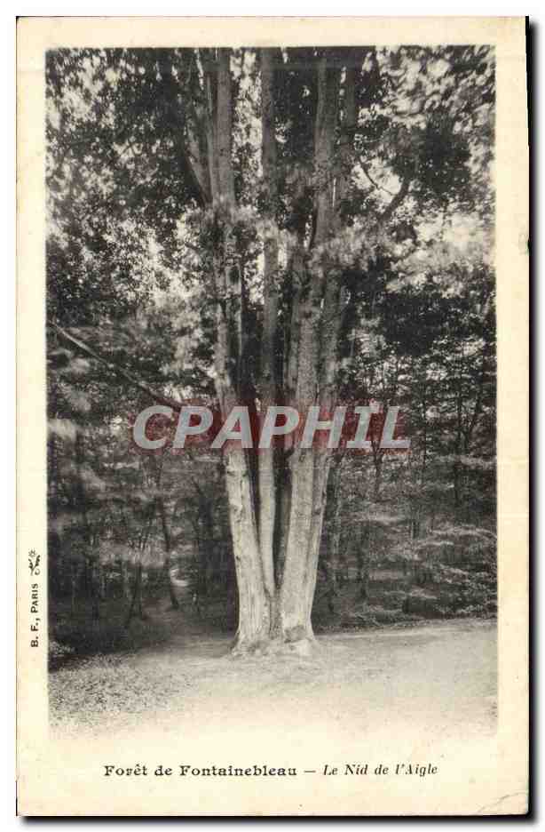 CPA Arbre Foret de Fontainebleau Le nid de l'aigle 
