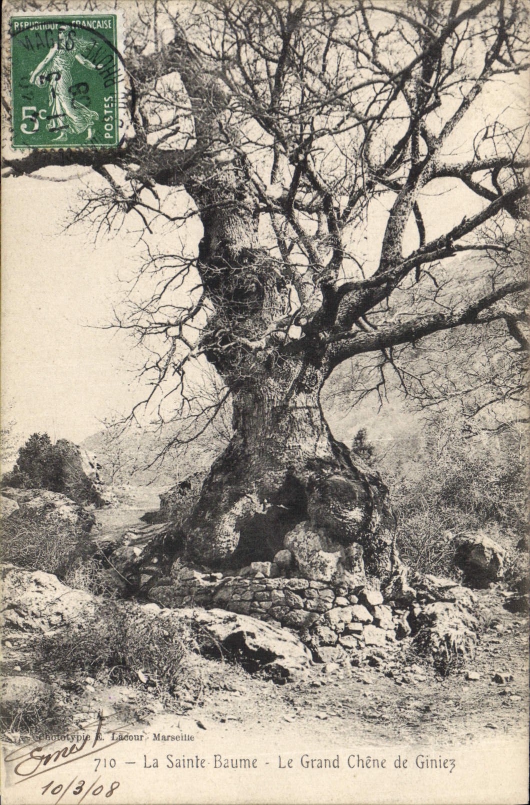 CPA Arbre La Sainte Baume Le grand chene de Giniez 