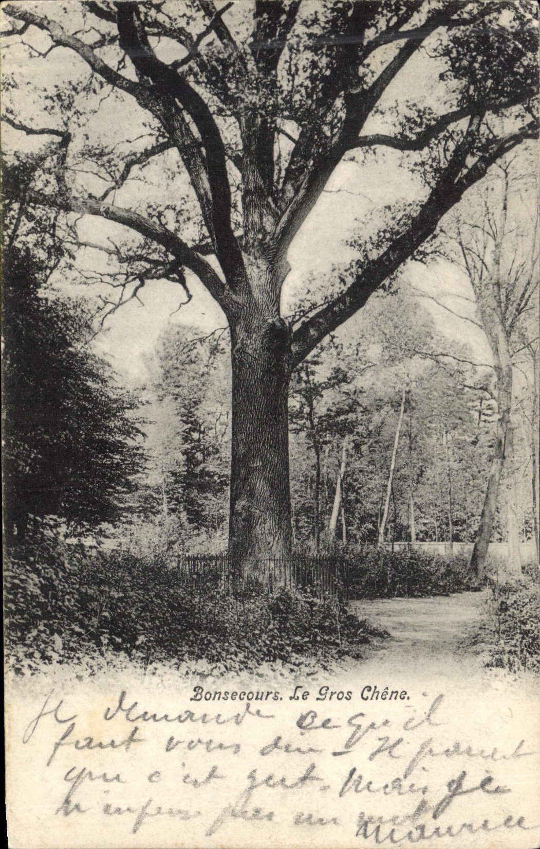 CPA Arbre Bonsecours Le gros chene 