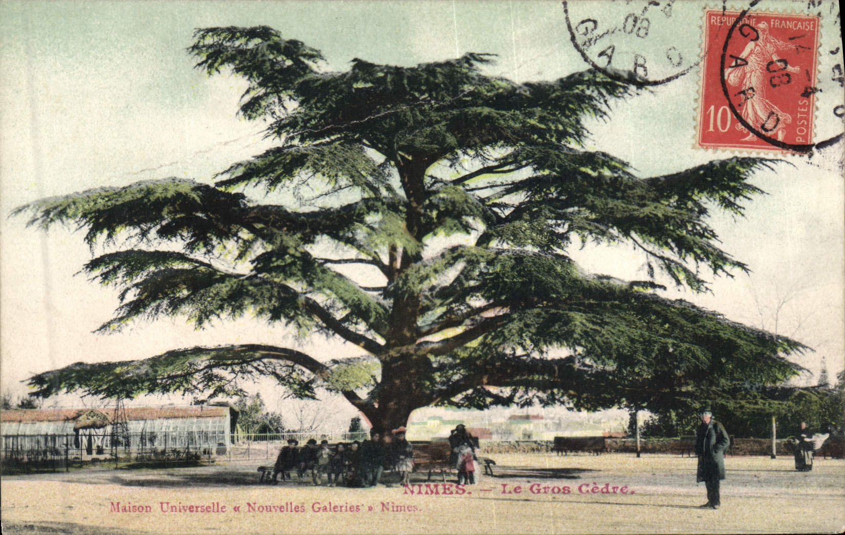 CPA Arbre Nimes Le gros cedre 