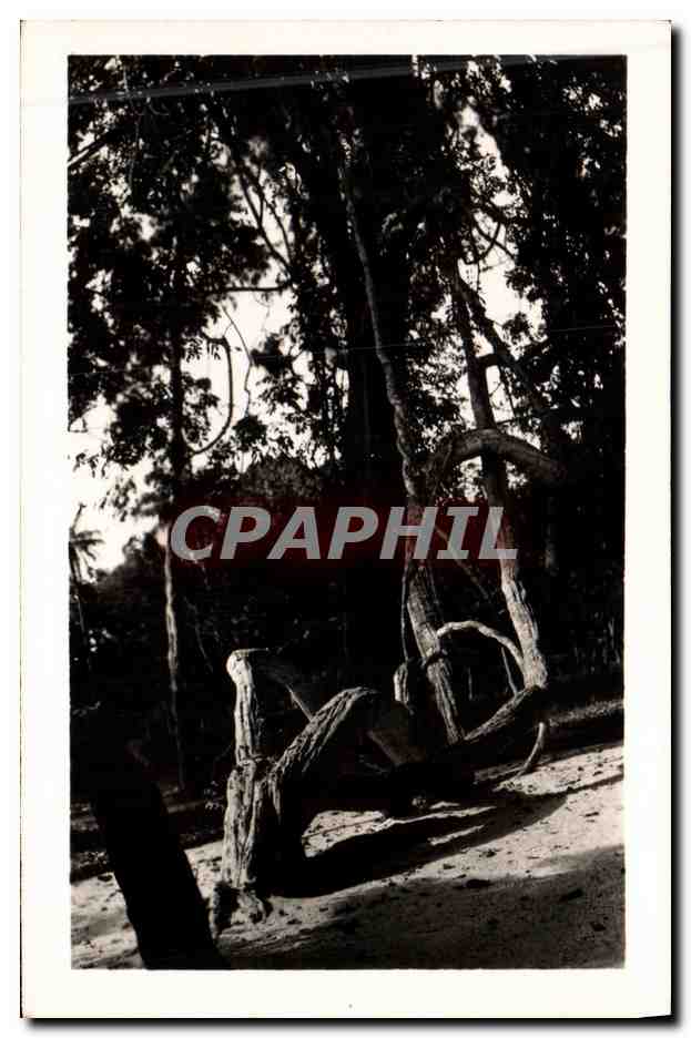 CPA Arbre Camayenne Liane geante Jardin d'essai 