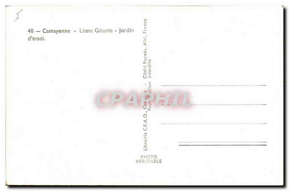 CPA Arbre Camayenne Liane geante Jardin d'essai  — Verso