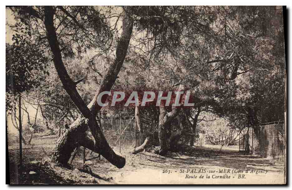 CPA Arbre St Palais sur Mer Route de la corniche 