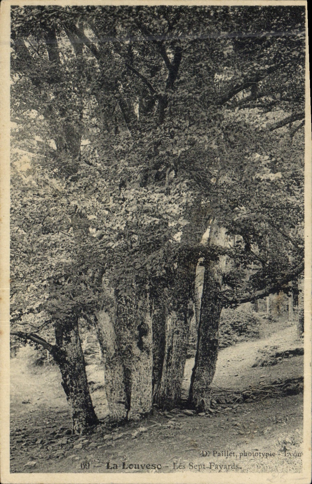 CPA Arbre La Louvesc Les sept Fayards 