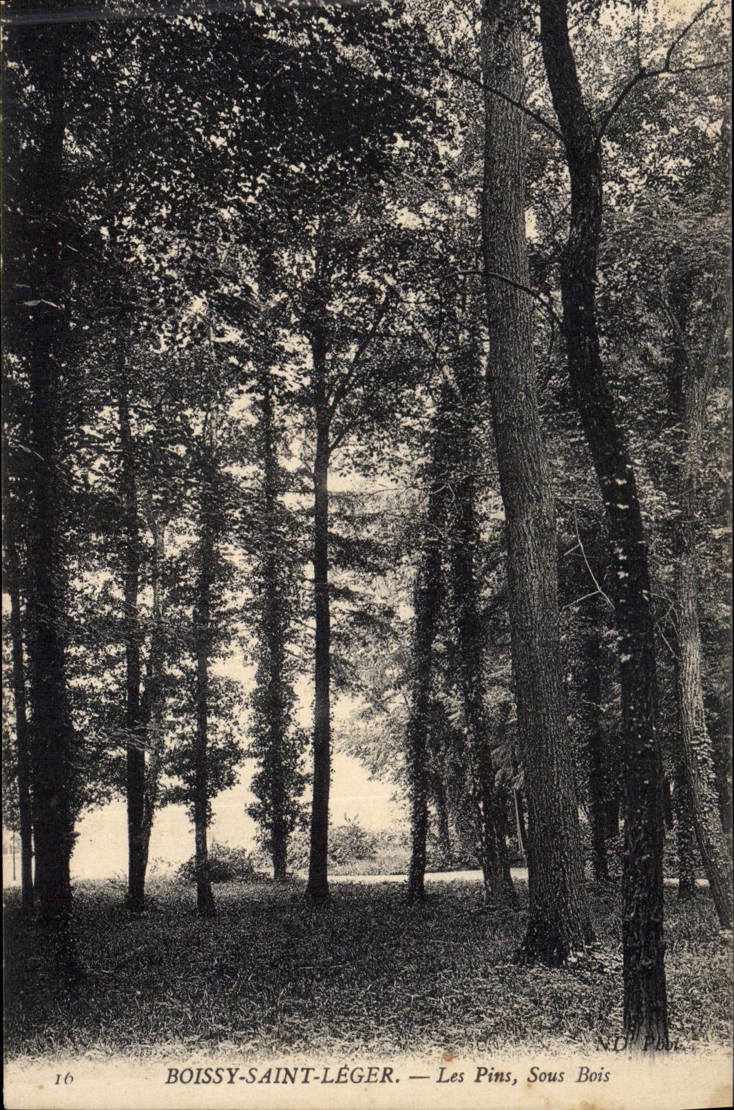 CPA Arbre Boissy Saint Leger Les pins sous bois 