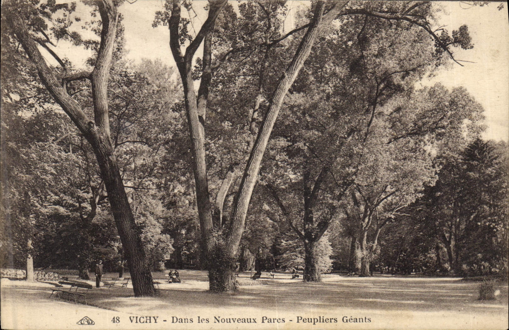CPA Arbre Vichy Dans les nouveaux parcs Peupliers geants 