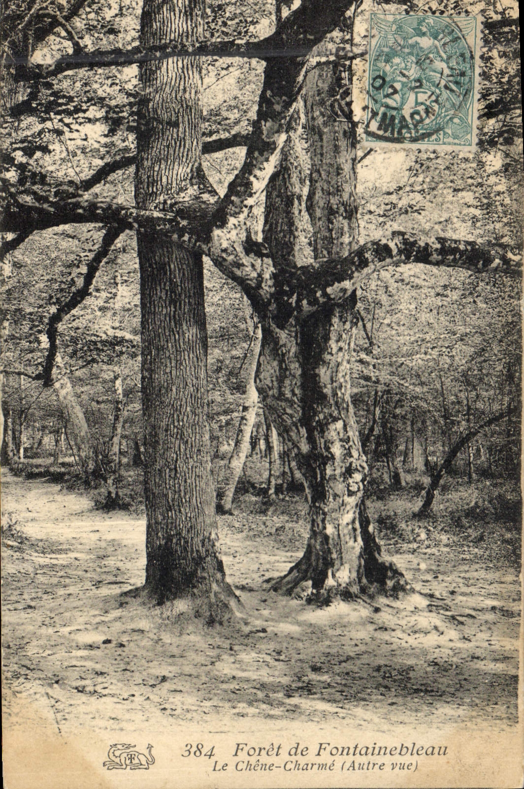 CPA Arbre Foret de Fontainebleau Le chene Charme Autre vue 