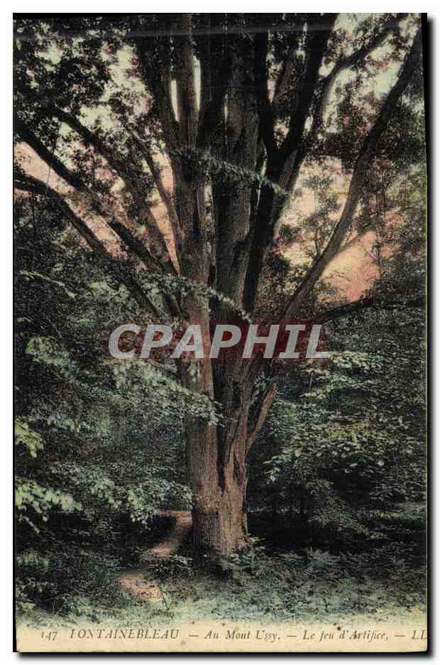 CPA Arbre Foret de Fontainebleau Au Mont Ussy Le feu d'artifice 