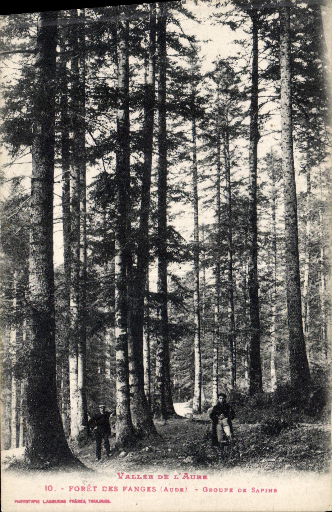 CPA Arbre Vallee de l'Aure Foret des Fanges Groupe de sapins 
