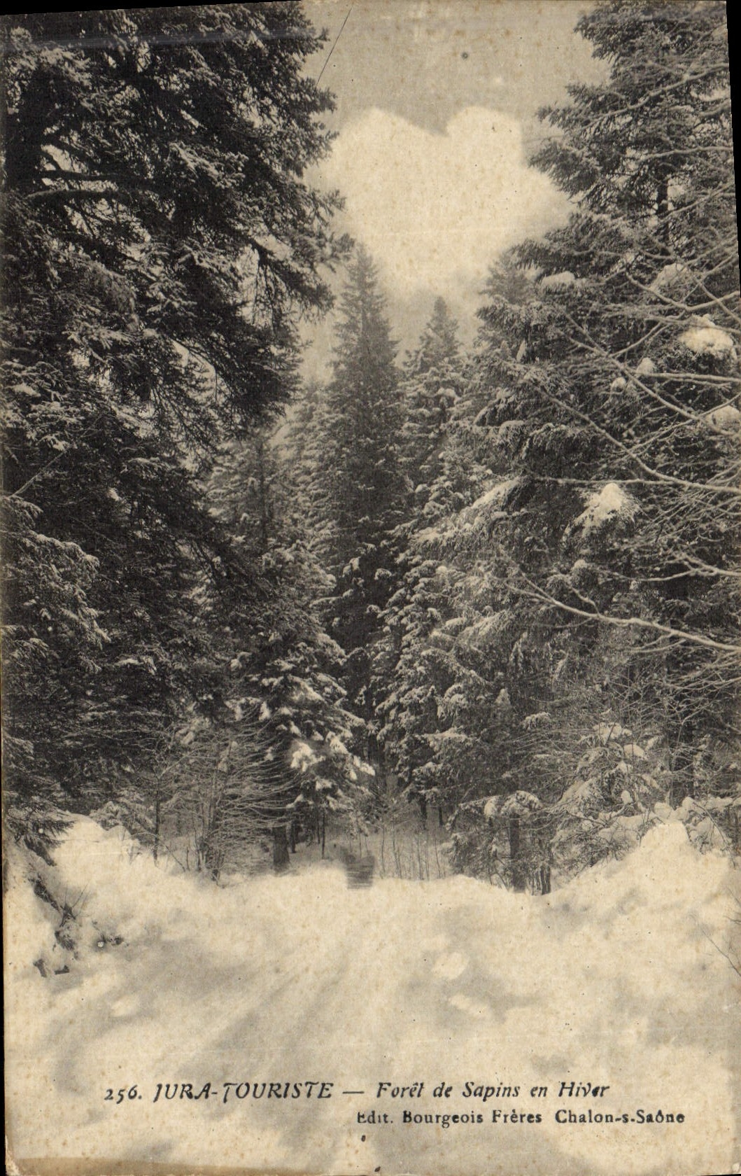 CPA Arbre Jura Foret de sapins en hiver 