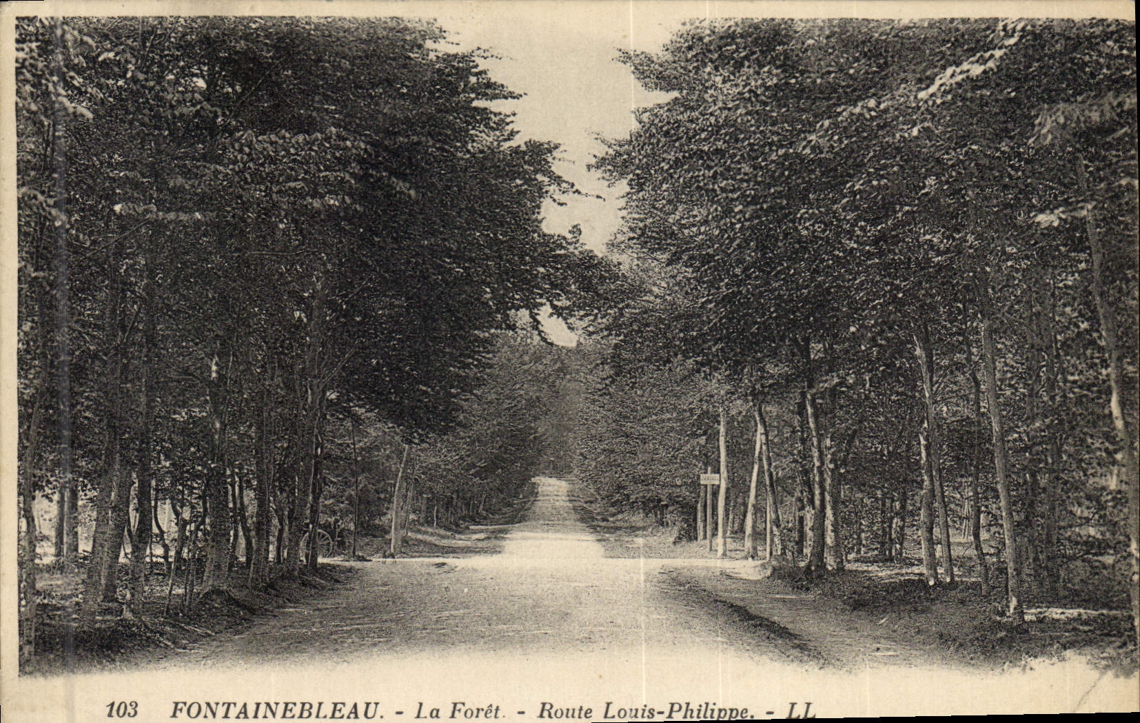 CPA Arbre Foret de Fontainebleau Route Louis Philippe 
