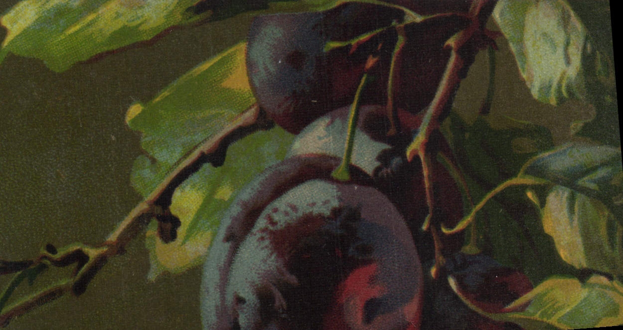 CPA Fantaisie Nature morte Purnes
