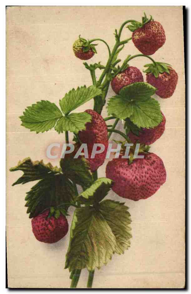 CPA Fantaisie Nature morte Fraises