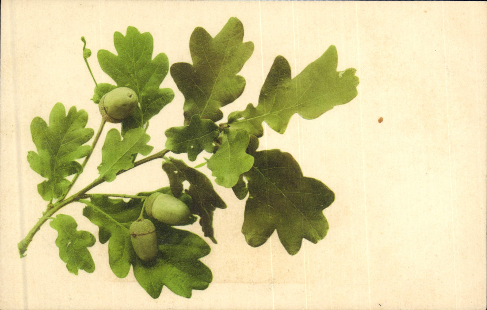 CPA Fantaisie Nature morte Glands