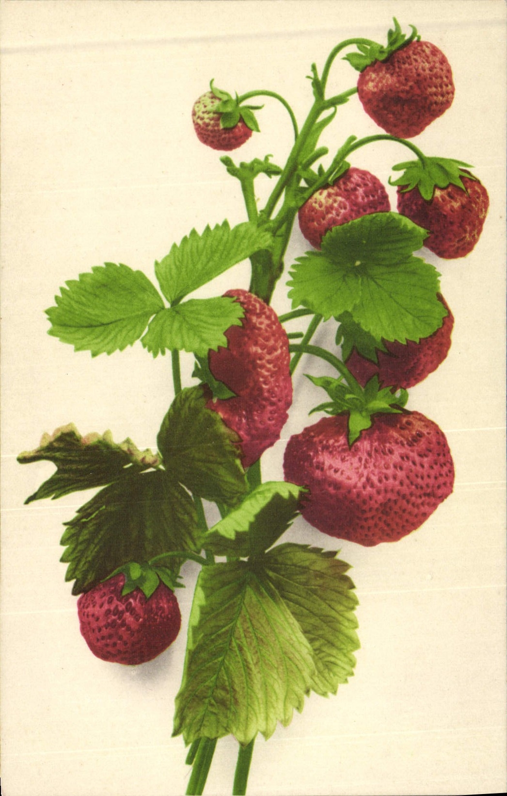 CPA Fantaisie Nature morte Fraises 