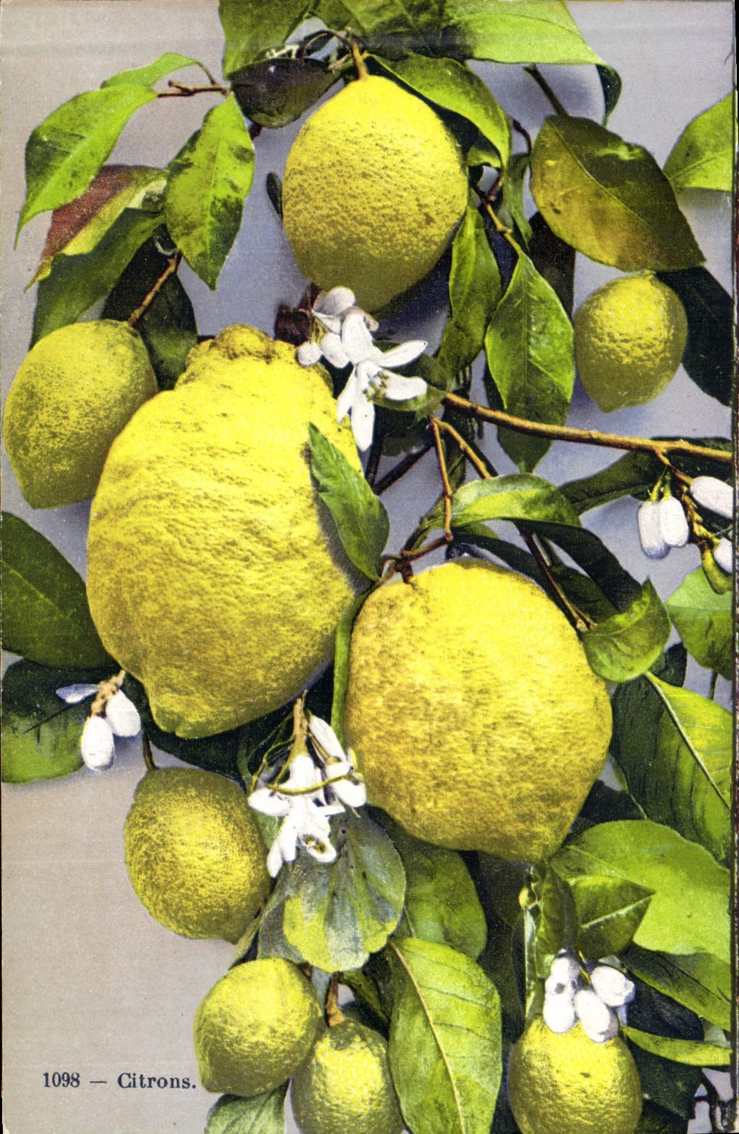 CPA Fantaisie Nature morte Citrons