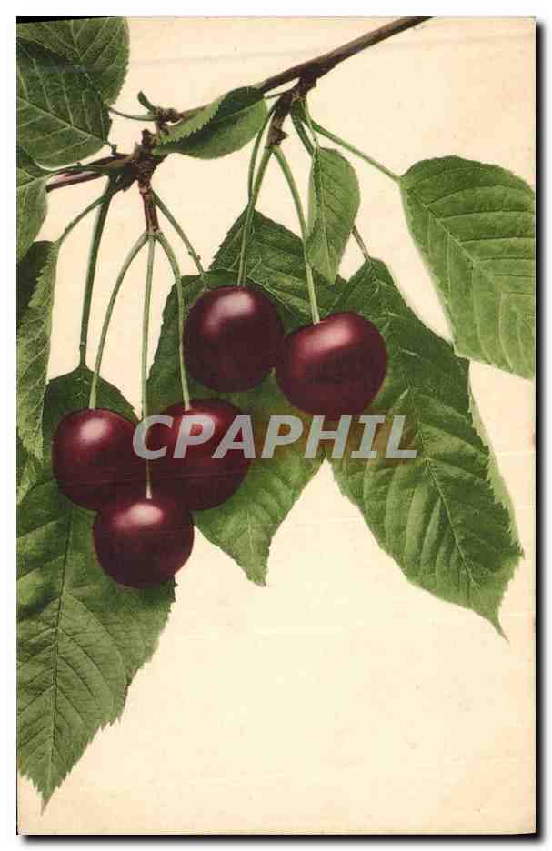 CPA Fantaisie Nature morte Cerises 