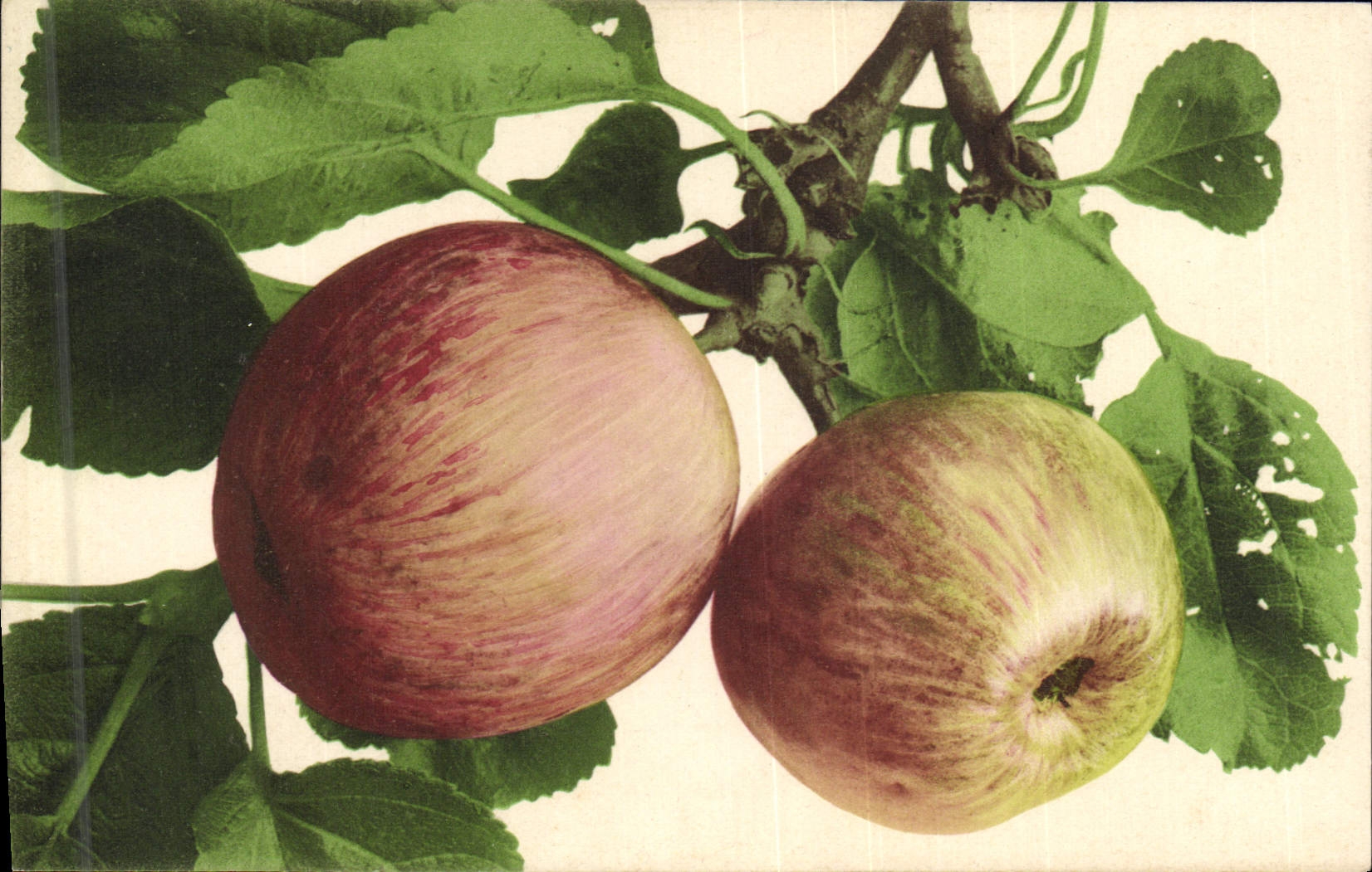 CPA Fantaisie Nature morte Pommes