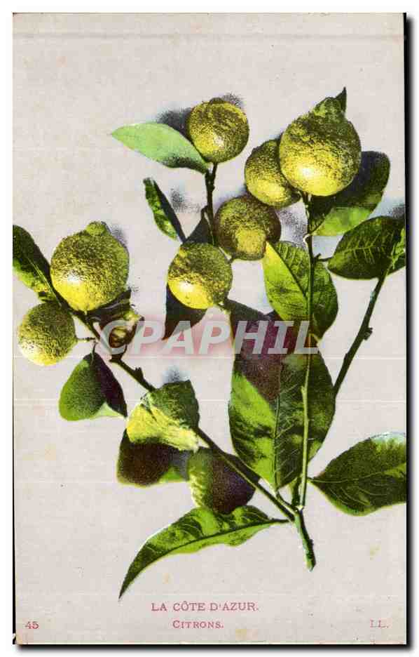 CPA Fantaisie Nature morte Citrons