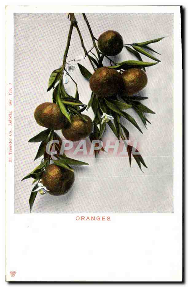 CPA Fantaisie Nature morte Oranges