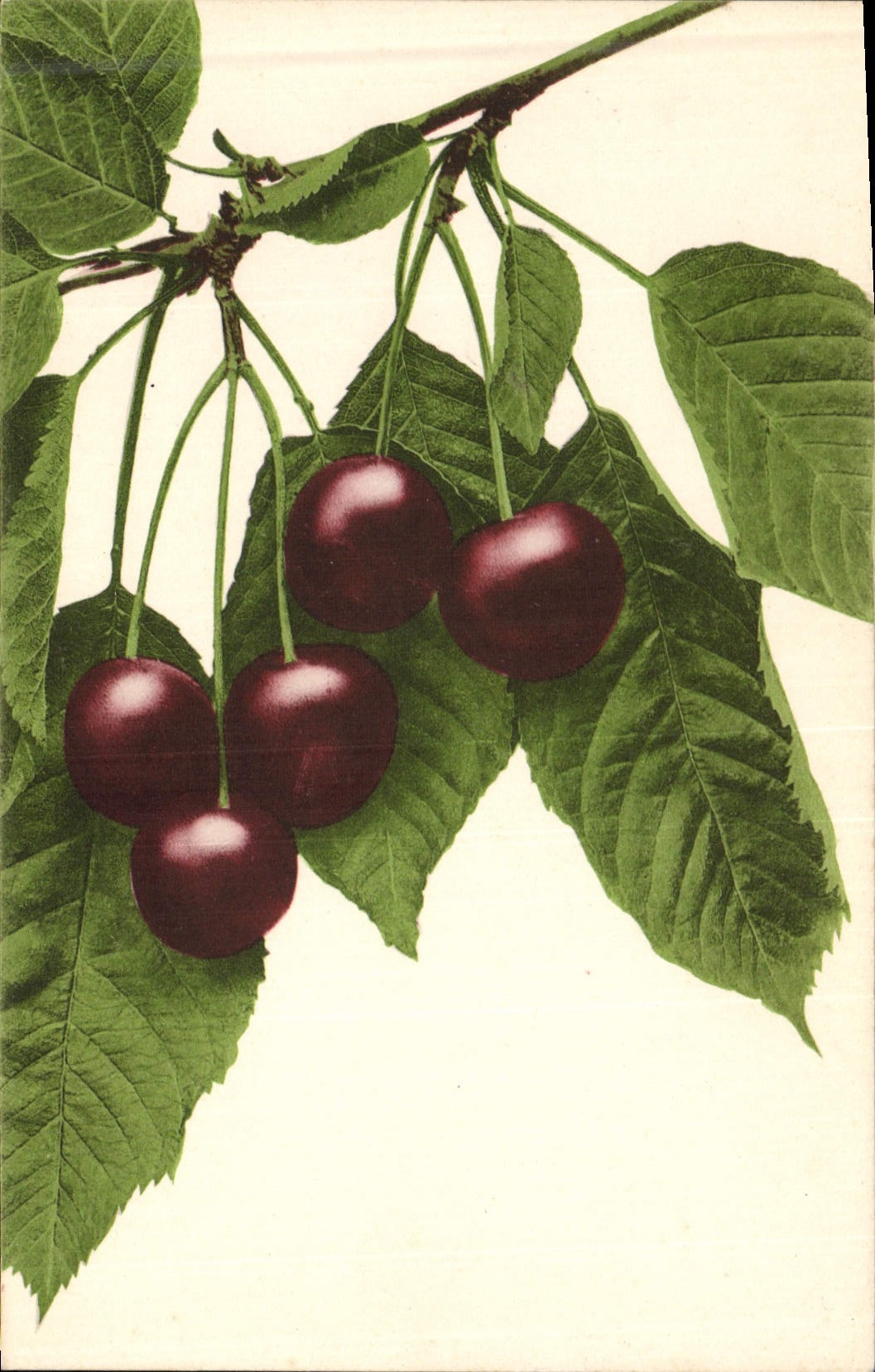CPA Fantaisie Nature morte Cerises