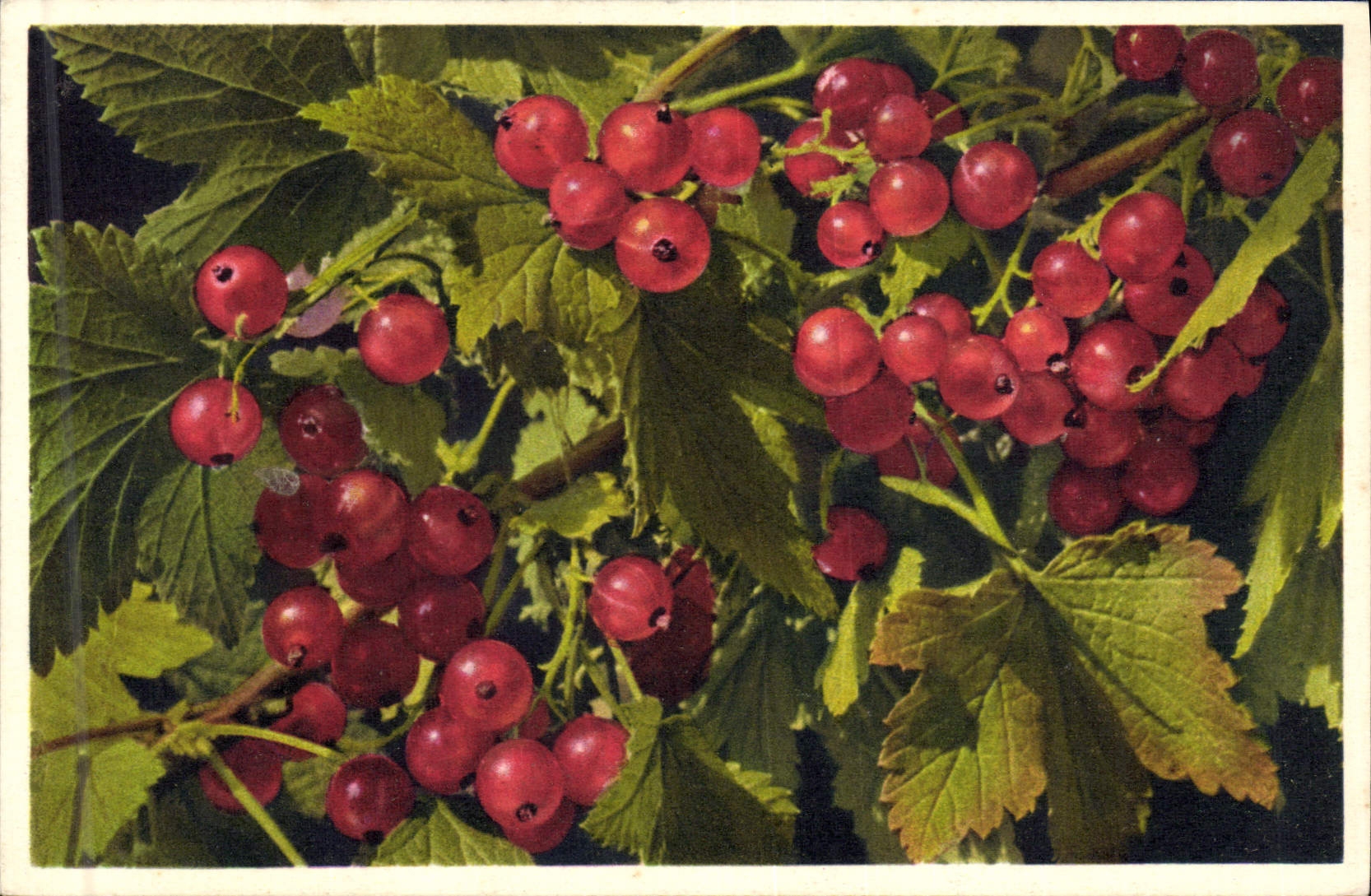 CPA Fantaisie Nature morte Groseille