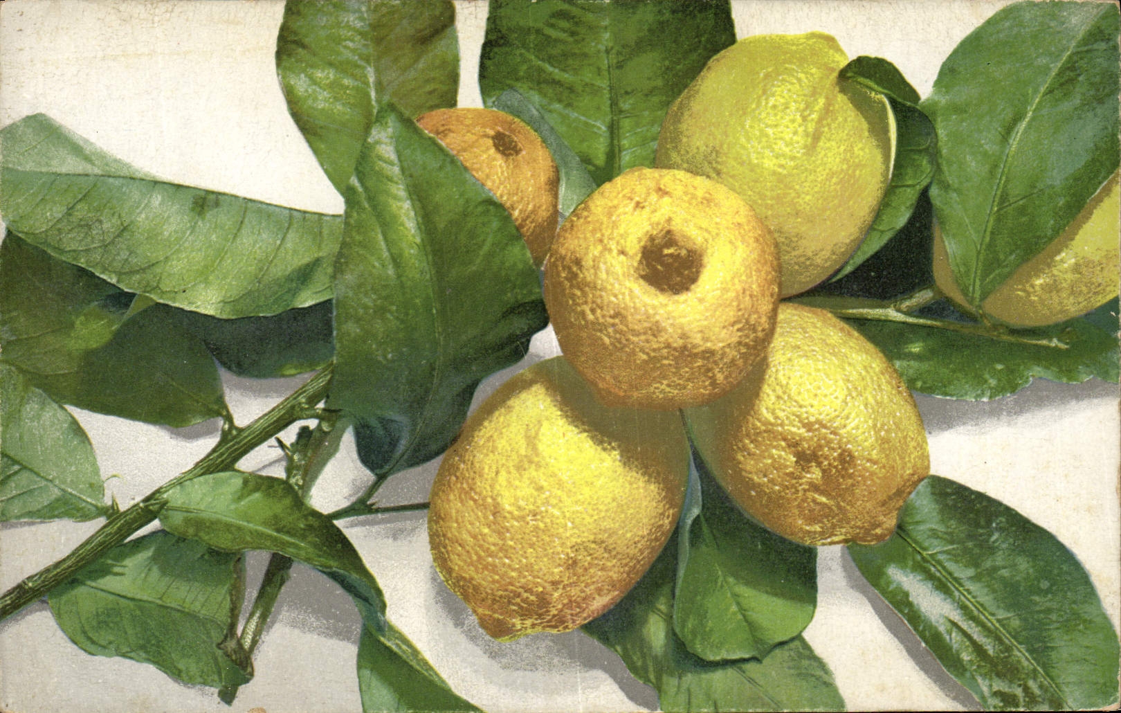CPA Fantaisie Nature morte Citrons