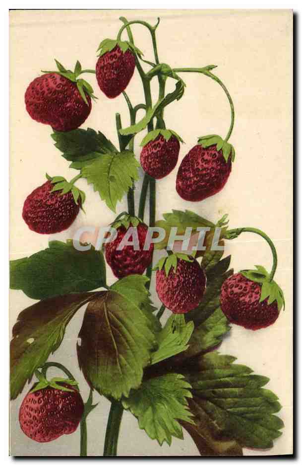 CPA Fantaisie Nature morte Fraises