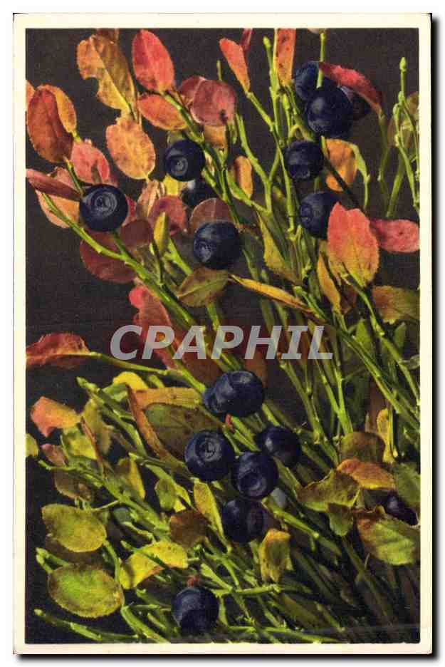 CPA Fantaisie Nature morte Myrtilles