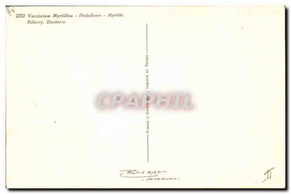 CPA Fantaisie Nature morte Myrtilles — Rückseite