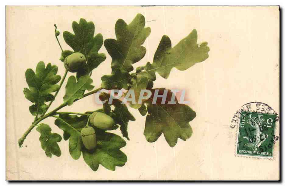 CPA Fantaisie Nature morte Glands