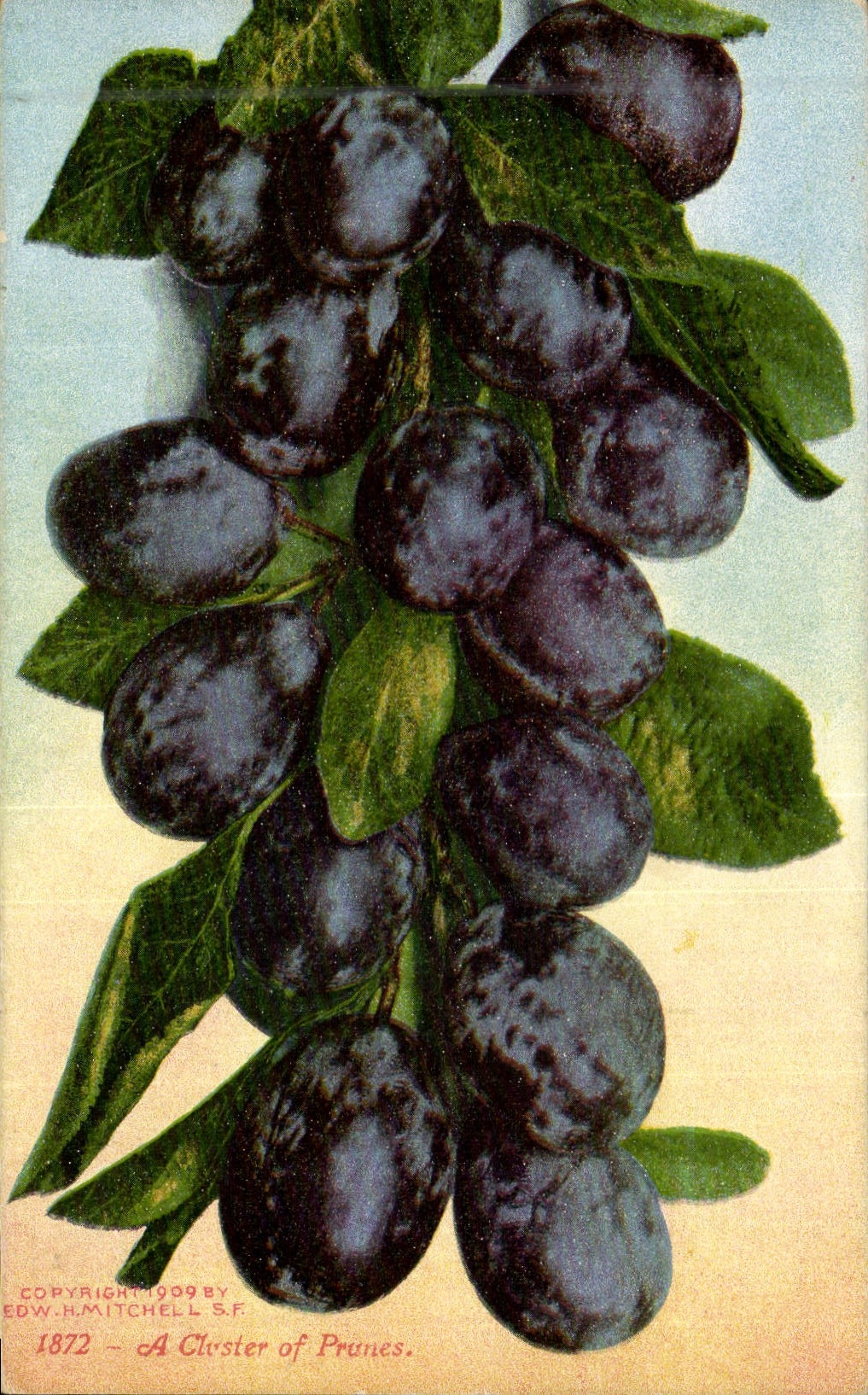 CPA Fantaisie Nature morte A cluster of prunes